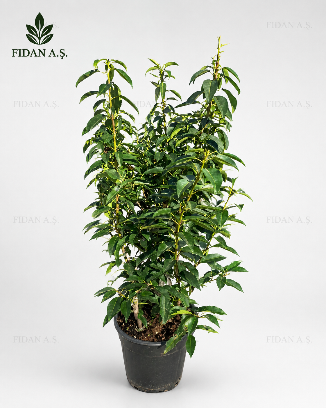 Prunus Laurocerasus 
